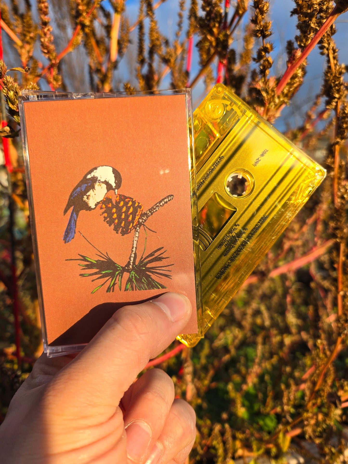 Peel Dream Magazine - Taurus CS